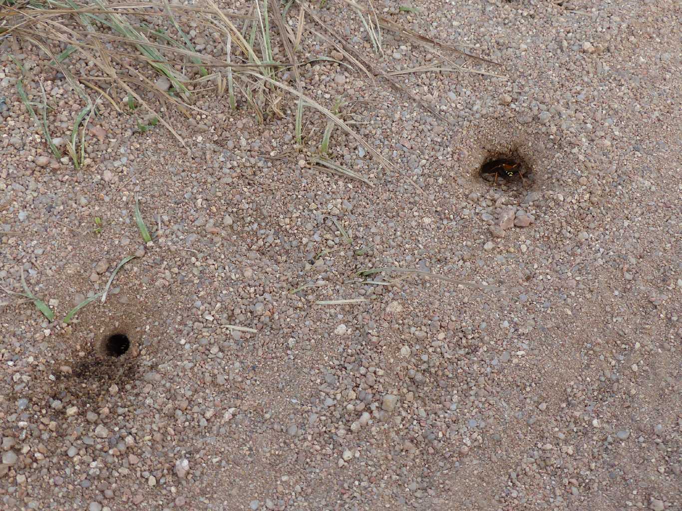 Batozonellus lacerticida: video e foto